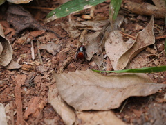 Smilax lynchi
