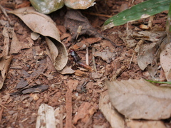 Smilax lynchi