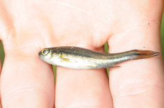 Chrosomus neogaeus