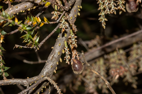 Australian native currant (Acrotriche depressa)