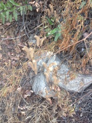 Phacelia cicutaria hispida