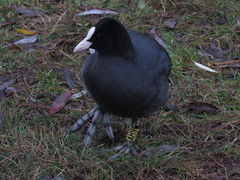 Fulica atra