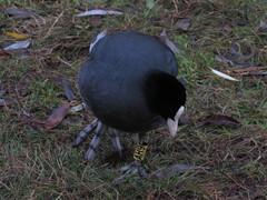 Fulica atra