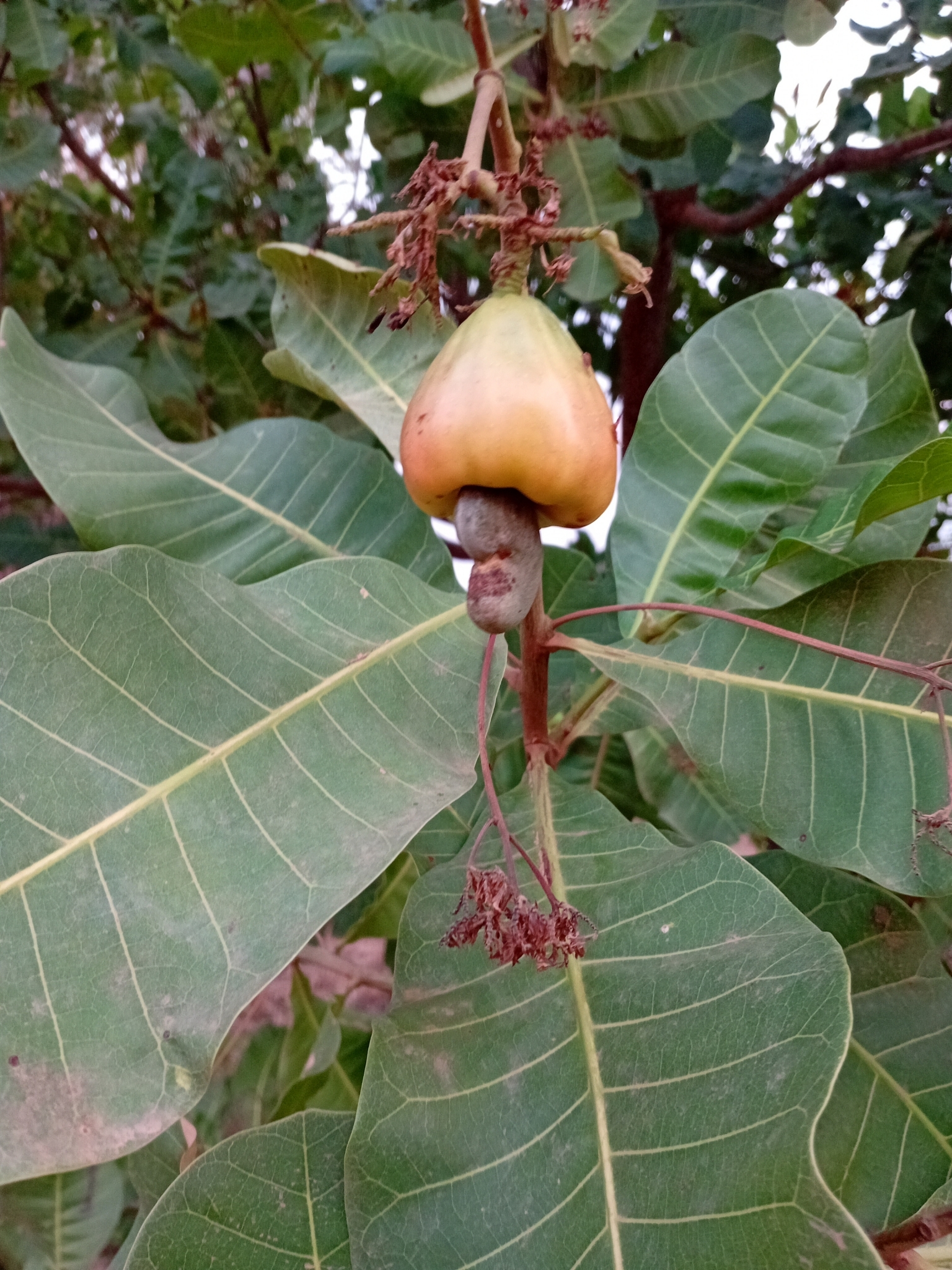 Anacardium occidentale