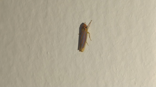Ferrariana trivittata