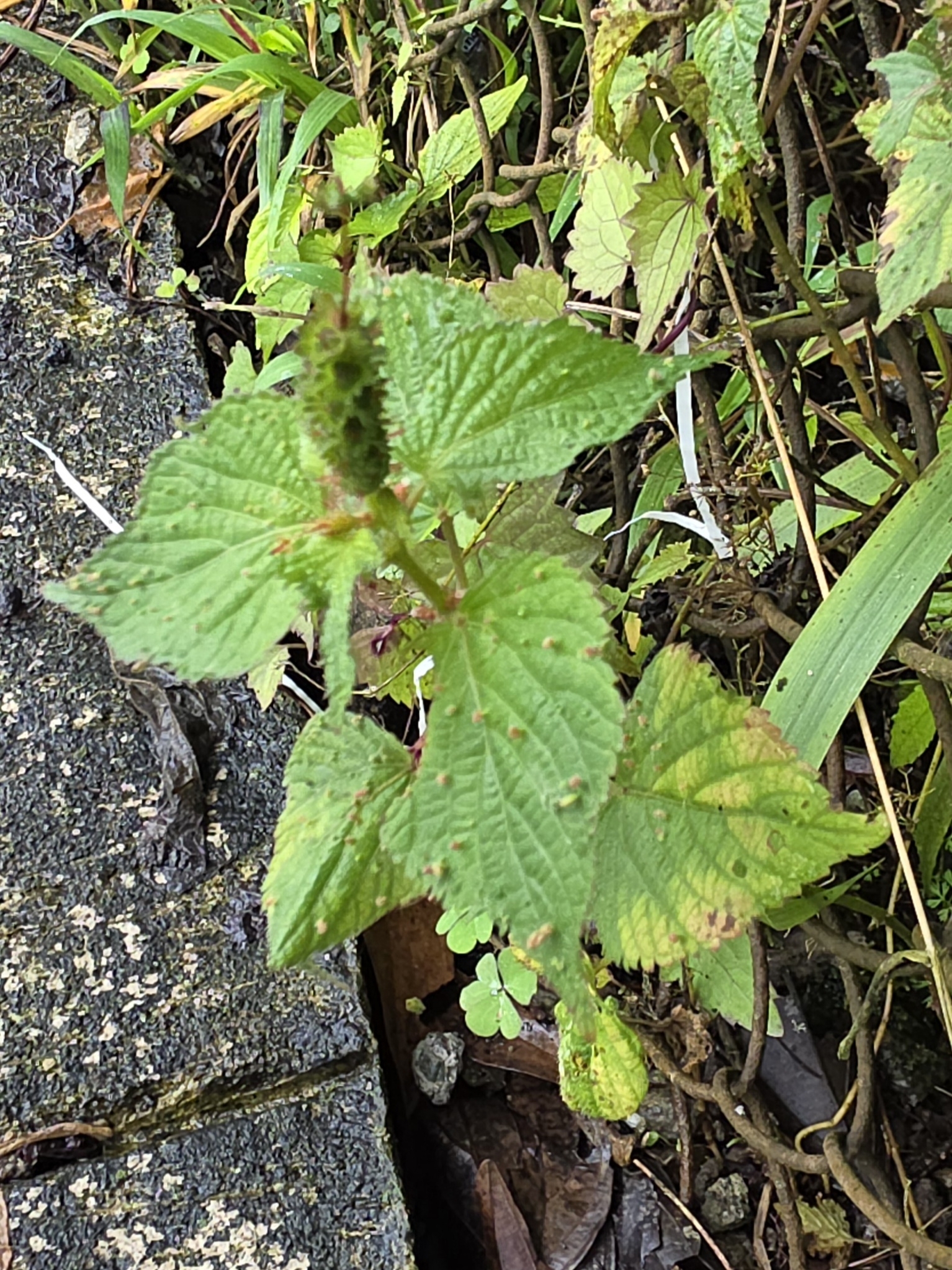 Acalypha alopecuroidea Jacq. 4