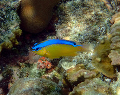 Surge Damselfish photo 2