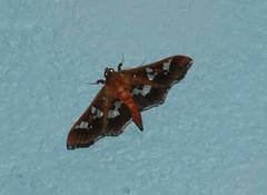 Phostria