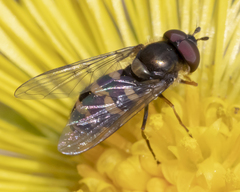 Parasyrphus semiinterruptus