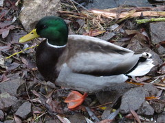 Anas platyrhynchos
