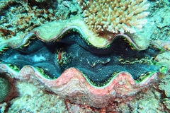 Tridacna derasa