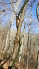 Aristolochia macrophylla