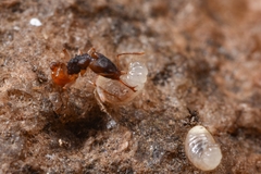 Orectognathus mjobergi