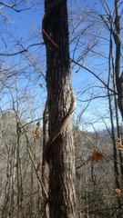 Aristolochia macrophylla