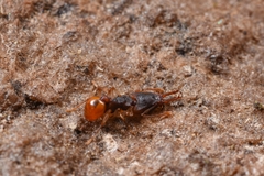Orectognathus mjobergi