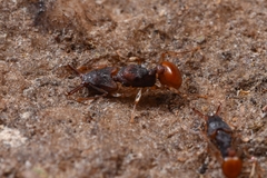 Orectognathus mjobergi