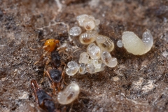 Orectognathus mjobergi