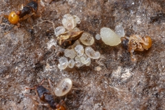 Orectognathus mjobergi