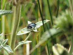 Tritomegas sexmaculatus