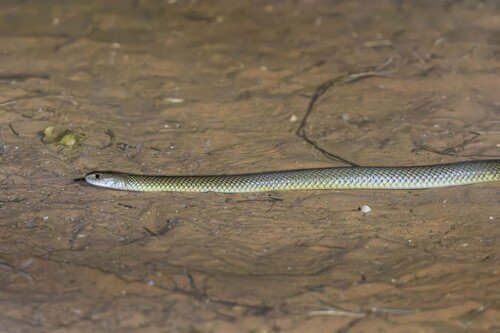 Mulga Snake sighting