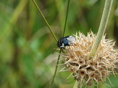 Tritomegas sexmaculatus