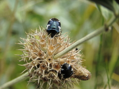 Tritomegas sexmaculatus