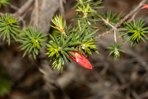 Stenanthera conostephioides, photograph 5