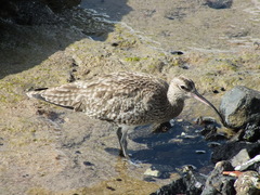 Numenius phaeopus