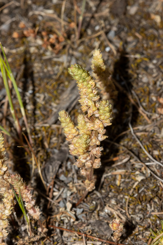 Dense Pigmyweed (Crassula colorata)