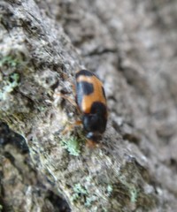 Mycetophagus punctatus