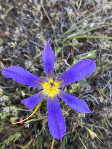 Calydorea xiphioides, photograph 6