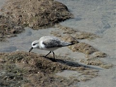 Calidris alba