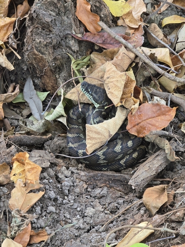 Coastal Carpet Python sighting