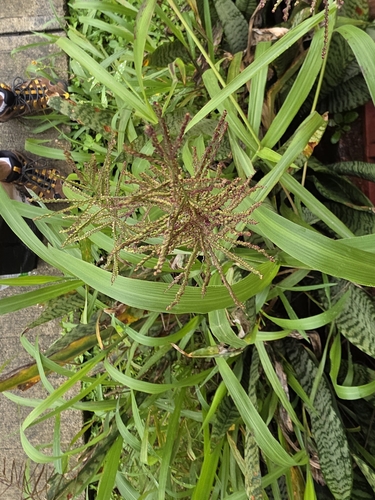 Paspalum paniculatum iNat (3)