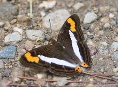 Adelpha pithys