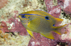 Neoglyphidodon polyacanthus