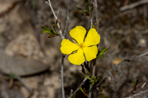Twiggy Guinea-flower (Hibbertia virgata)
