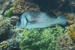 Plectorhinchus gibbosus
