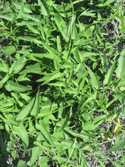 Funastrum
