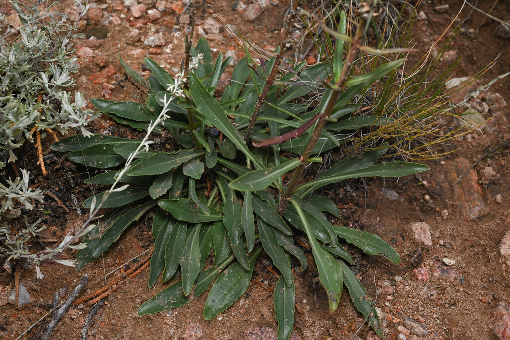Penstemon jamesii; photograph (c) Anders Hastings, some rights reserved (CC BY)
