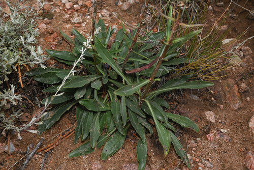 James’ beardtongue (Penstemon jamesii)