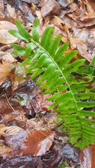 Polystichum acrostichoides