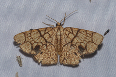 Heterostegane subtessellata