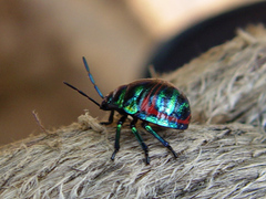 Poecilocoris splendidulus