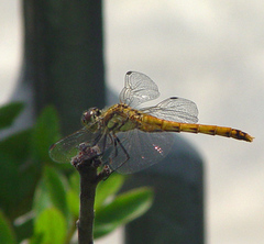 Sympetrum darwinianum