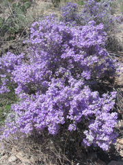 Leucophyllum candidum