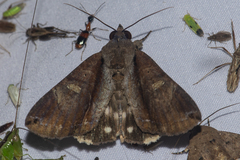 Ercheia cyllaria