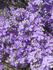 Leucophyllum candidum