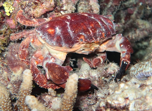 Etisus dentatus (Herbst, 1785)