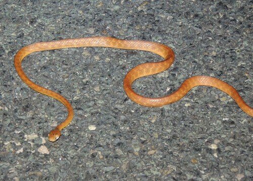 Brown Tree Snake sighting